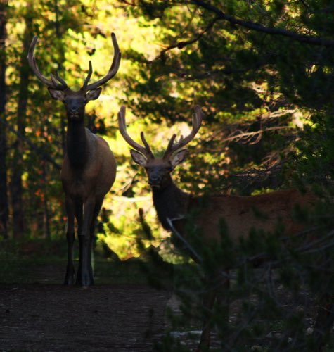Bull elk in the timber — a common sight around Grand Lake at dawn and dusk